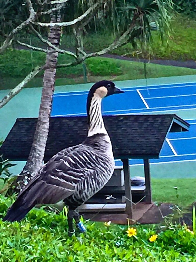 Nene that you can see on your Princeville walk.