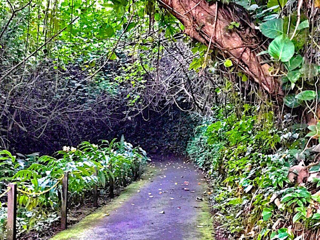 A canopy of vines and branches as you walk through Hanalei Bay Resort in Princeville.