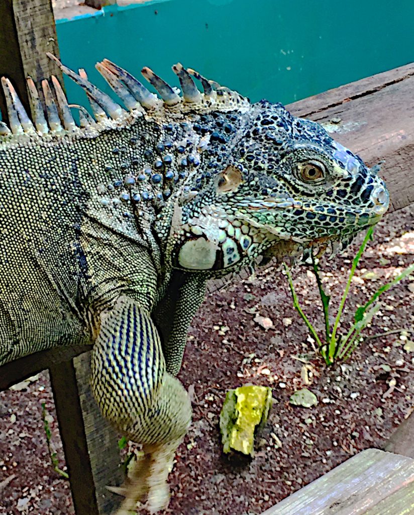 Green Iguana eating lettuce at the San Ignacio Hotel