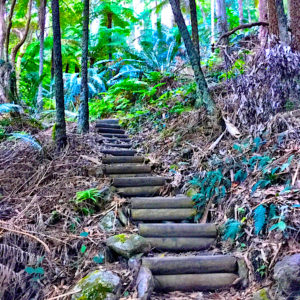 Fitness while traveling can be achieved by hiking these stairs in the woods.