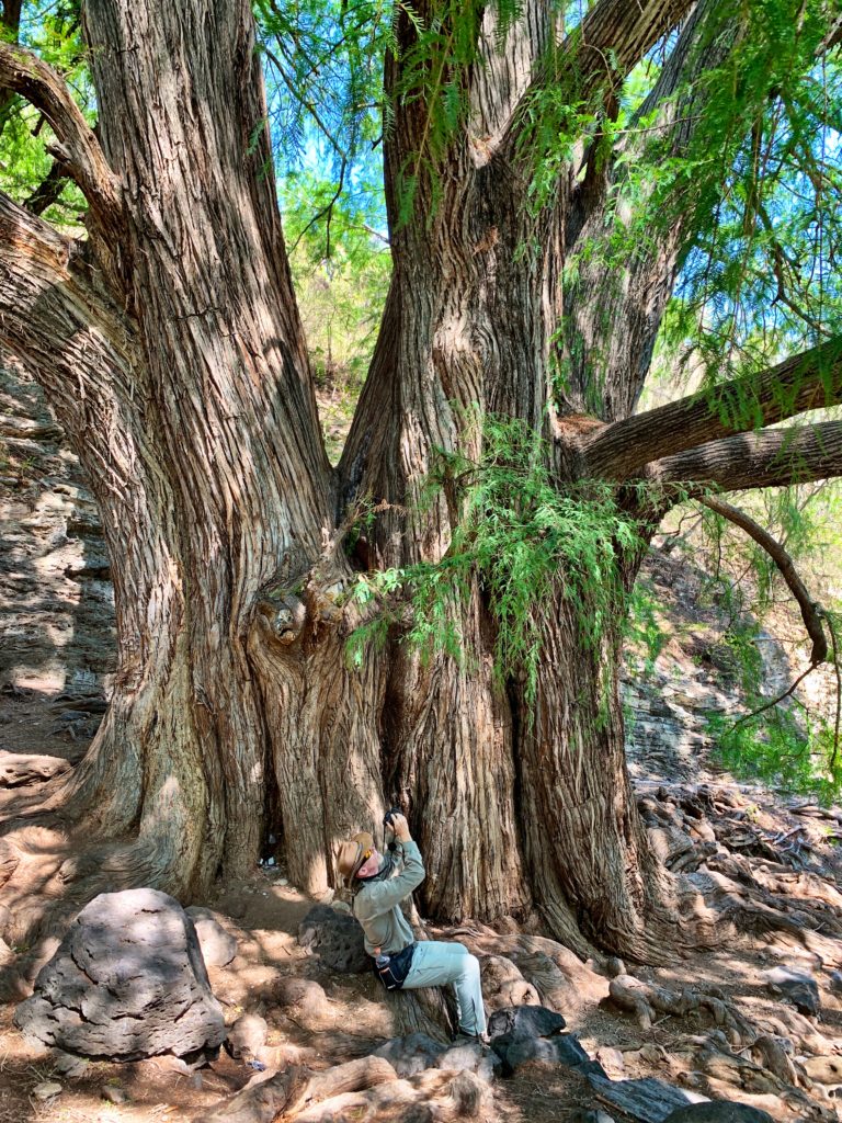 Seeing the 500 year old Cypress tree is a fun thing to do in San Miguel.