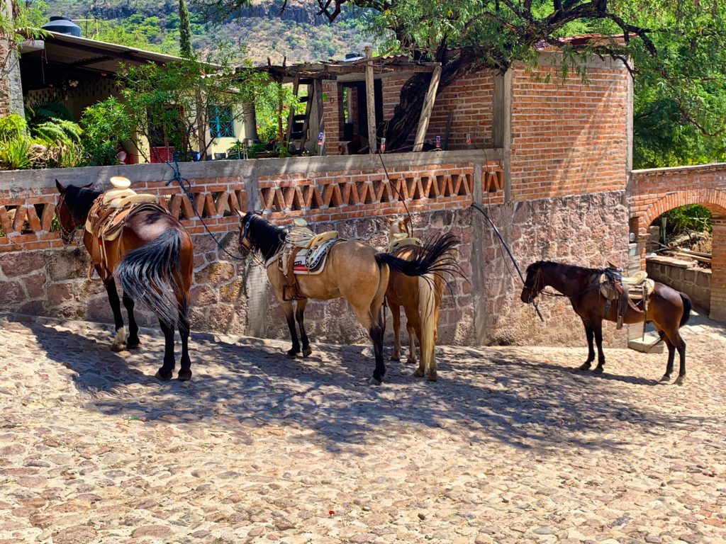 RIding horses is a fun thing to do while in San Miguel de Allende.  These horses are tied up while we take a break.