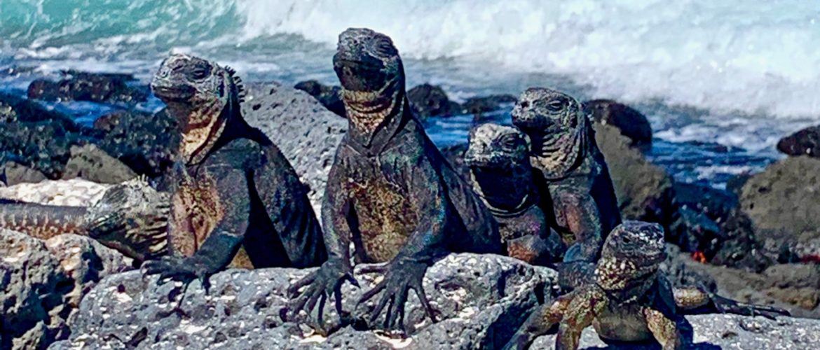 Galapagos Marine Iguanas