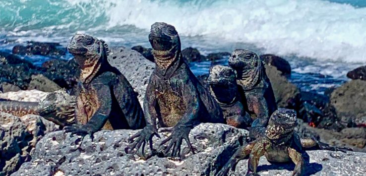 Galapagos Marine Iguanas