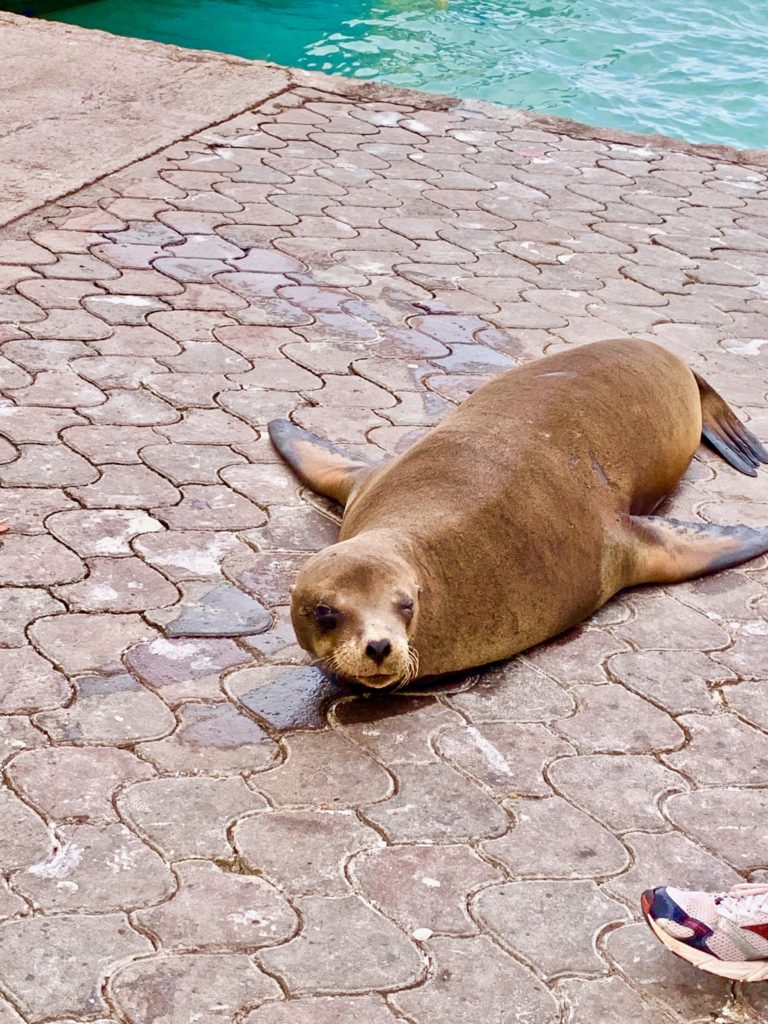 Sea lion on galapagos