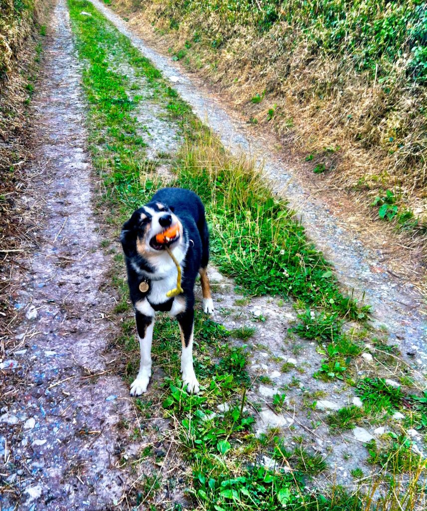 Throwing the ball while pet sitting in the UK