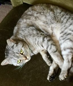 Delilah a british shorthair cat