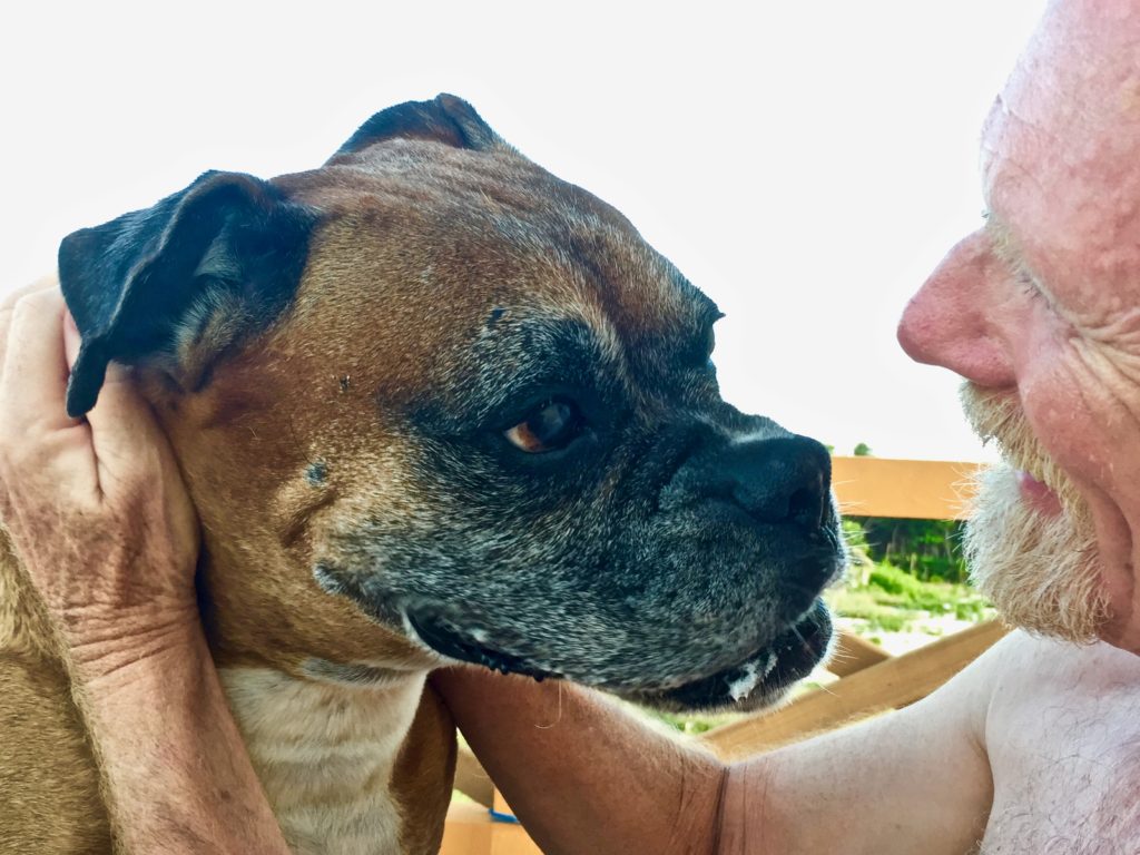 Jack and a boxer we were pet sitting