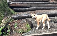 Walking a small dog we ere pet sitting