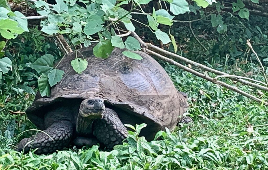 Galapagos Giant Tortoise