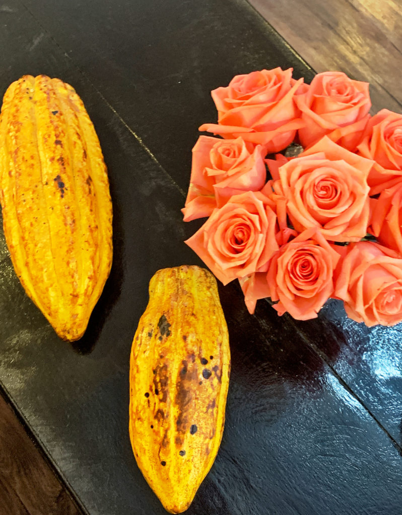 Aribba cacao pod and roses