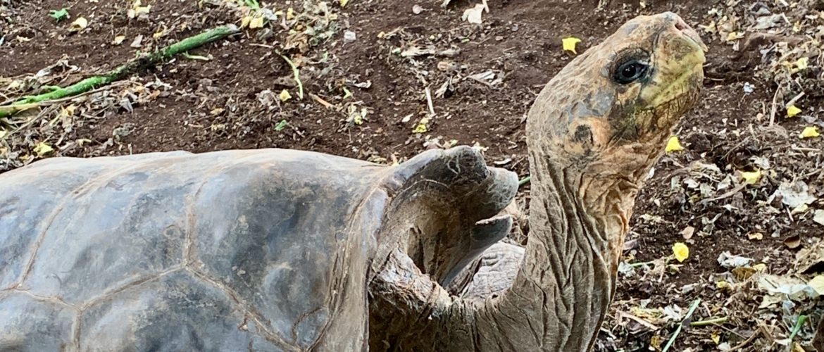 Giant Tortoise is free to see on Santa Cruz Island