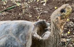 Giant Tortoise is free to see on Santa Cruz Island