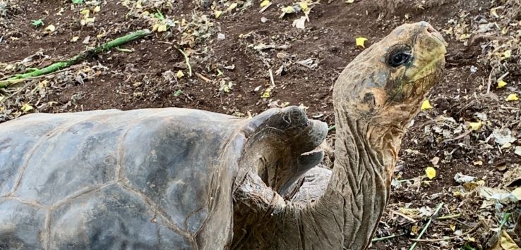 Giant Tortoise is free to see on Santa Cruz Island