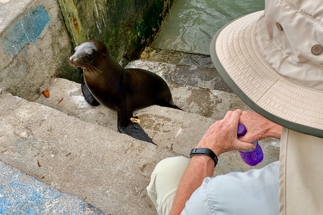 Sea lion and  jack