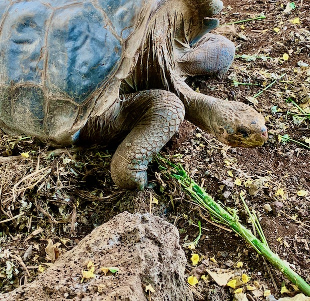 Tortoise are a free thing to see on Santa Cruz Island