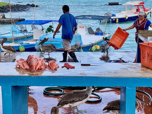 The fish market, a fun thing to do in Santa Cruz