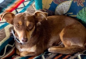 Picture of a dog on the couch.