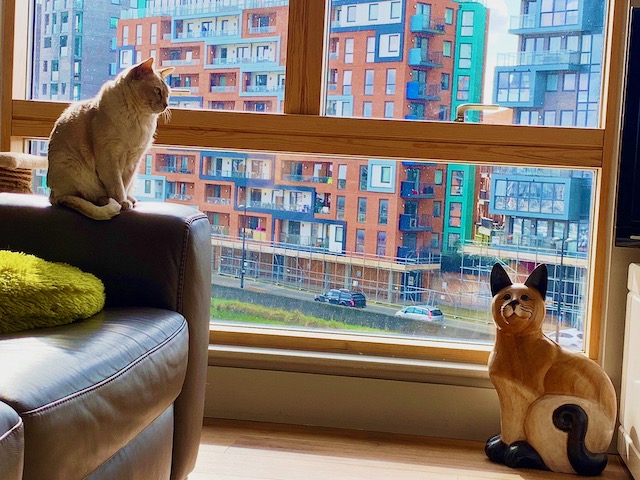 Cat sitting on arm of couch looking out window.