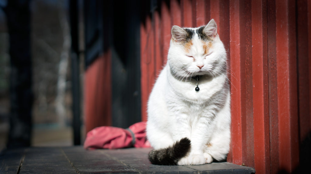 Cat meditating while unable to travel.