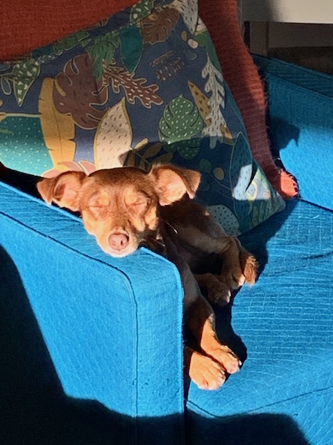 Dog sleeping in a comfortable chair