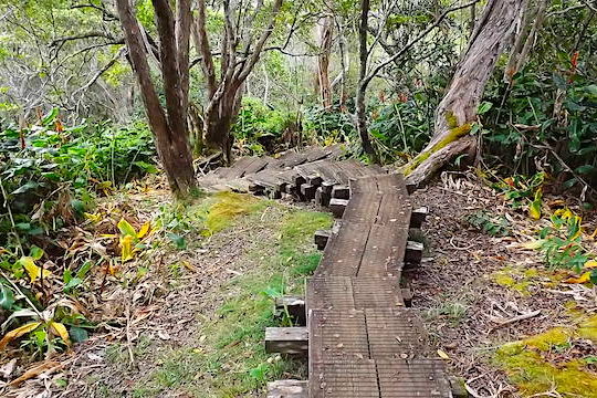 It's worth the traveling to go hike in the Alakai swamp on Kauai