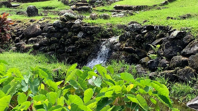 Limahuli Garden Taro plants and irrigation