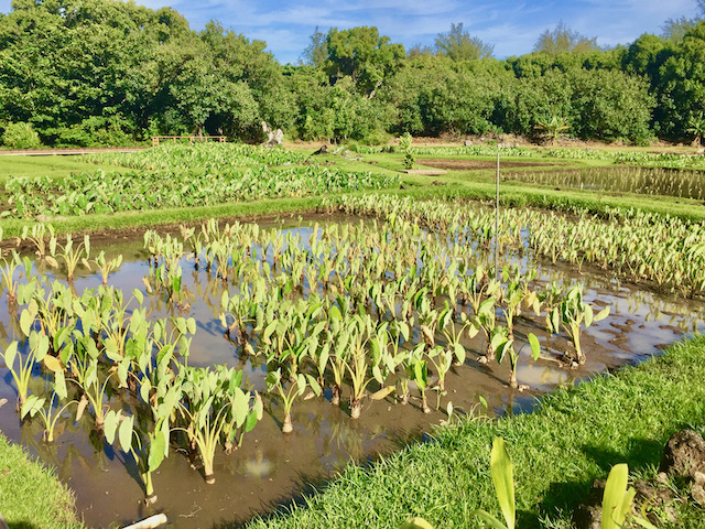 Taro field along the boardwalk on the way to Ke'e beach