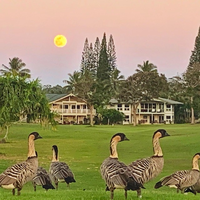 Hawaiian Geese (Nene)