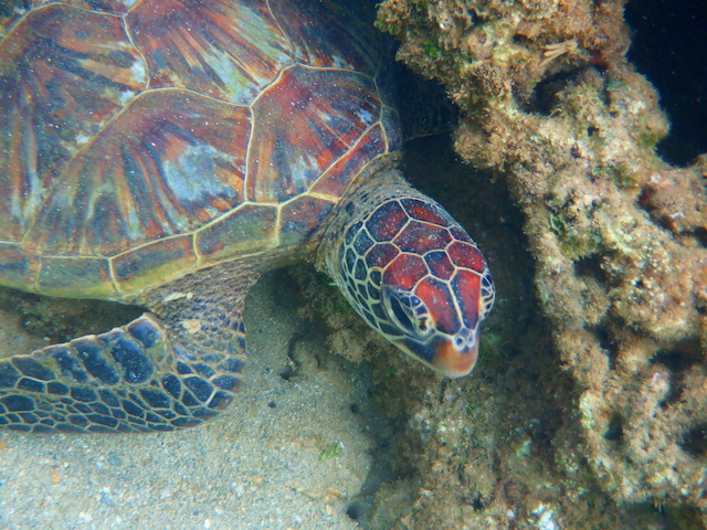 Hawaiian Green Sea TURTLE