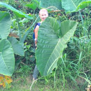 Author standing behind a large leaf found in Waimea Canyon and Kokee state park.