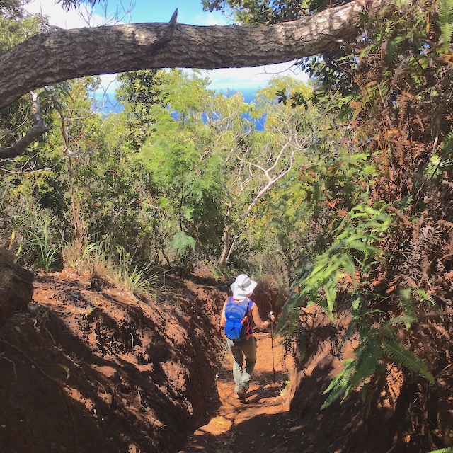 On one of the trails in Waimea Canyon and Kokee State Park.