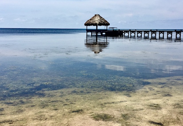 Sargassum at our Belize pet sit