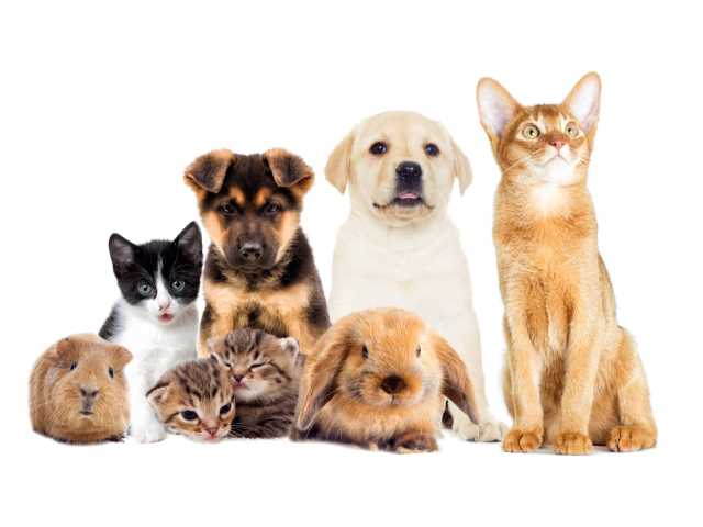 Picture of an assortment of pets