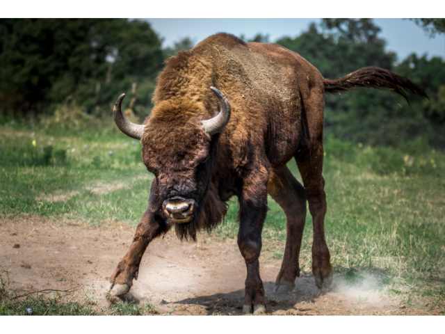 angry bull pawing the ground