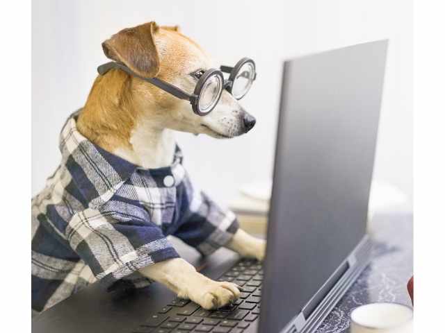 dog researching vacation rental scams on the computer