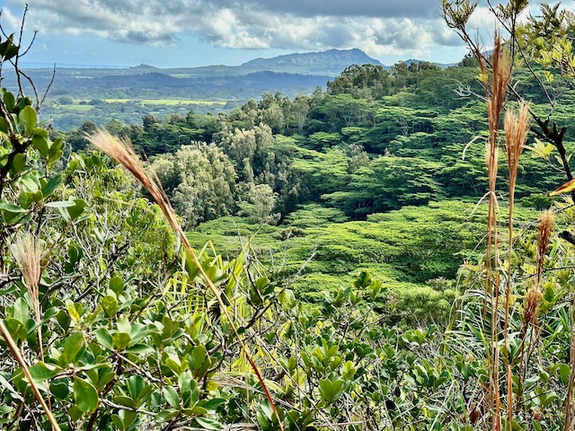 Looking at the lush landscape of Kauai 