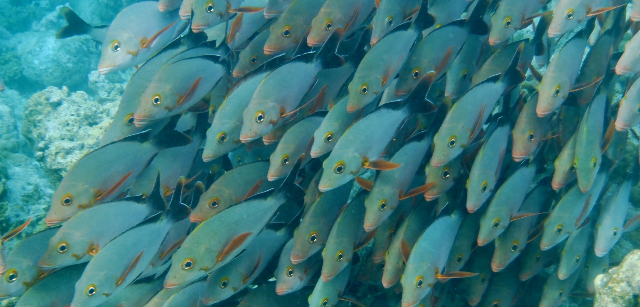 School of fish
