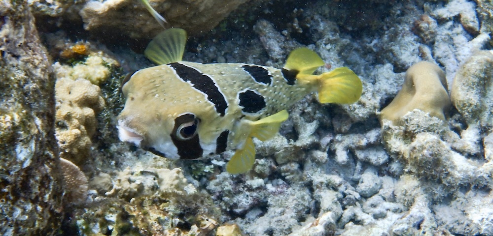Porcupine Fish we saw as first timers in the Maldives