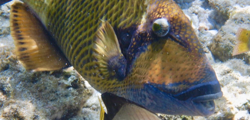 One of the big fish we saw the first time we went snorkeling at the maldives