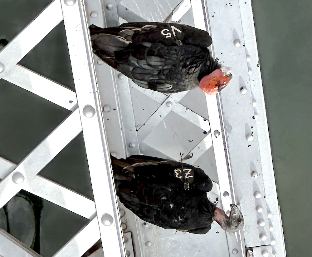 Two California condors resting in the shade on the under structure of the Navajo bridge. in Marble Canyon