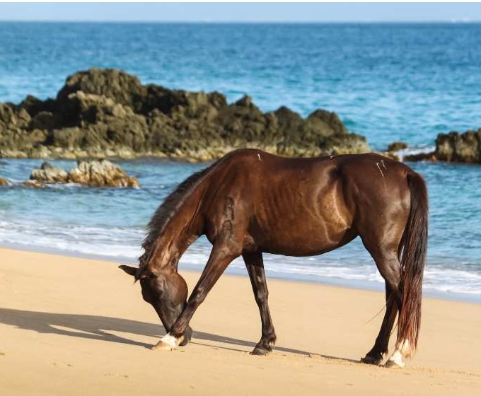 Wild horses on Vieques