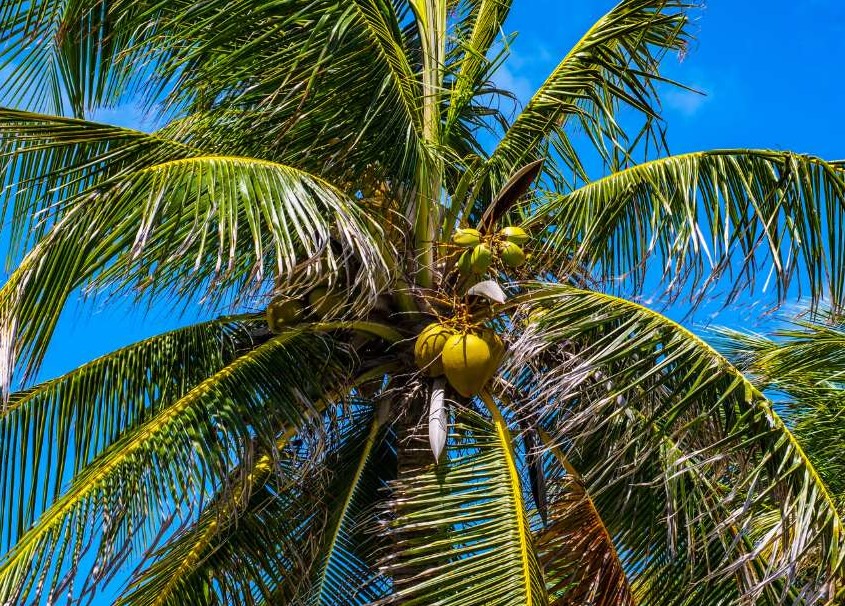 Palm tree in Puerto Rico